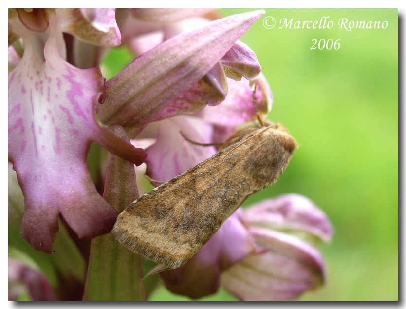 Helicoverpa armigera (nottua) su  Himantoglossum robertianum